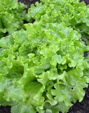 Guia prático de mudas e sementes para horta caseira